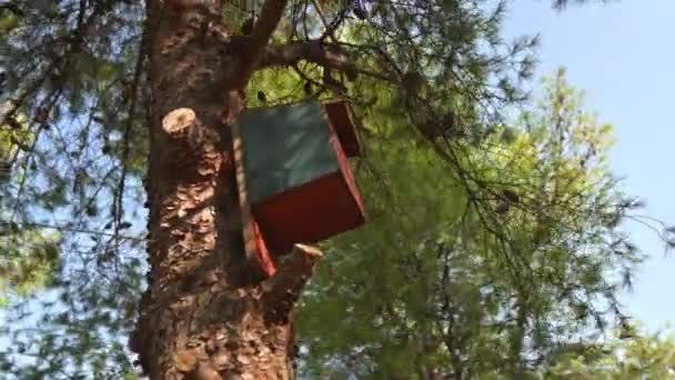Orbit Camera Movement Low Angle Human Made Birdhouse Pine Tree — 图库视频影像
