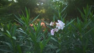 Close up of a white oleander flower and zoom out movement of the camera.