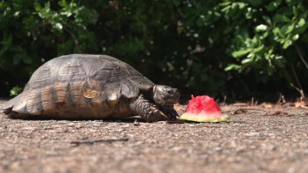 Static Close Shot Footage Shows Turtle Eating Piece Watermelon Park — ストック動画