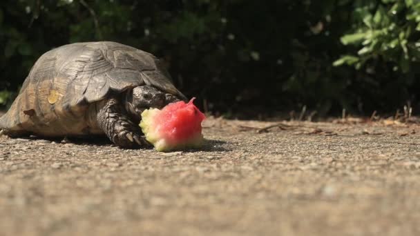 Static Close Shot Footage Shows Turtle Eating Piece Watermelon Park — Video Stock