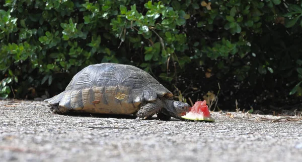 Photo shows a turtle eating a piece of watermelon in a park .No intentionally feeding of the animal for photo shoot purposes.