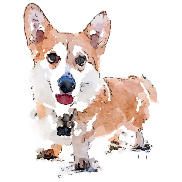 Watercolor style dog corgi. Vector illustration. — Vector de stock