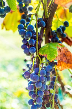 Sarmaşıkta kırmızı üzümler. Arka plan bulanık. Üzüm bağında sonbahar hasadı.