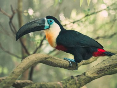 Singapur hayvanat bahçesindeki ağaçta tukan