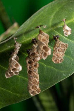 Mango yaprağındaki kağıt eşekarısı yuvası. Yakın plan fotoğraf.