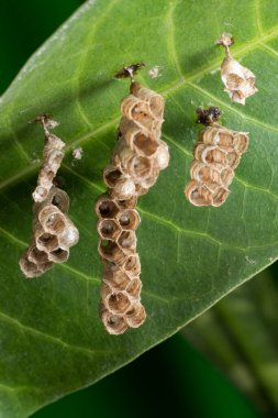 Kağıt eşekarısı yuvası Mango ağacı yaprağı stok fotoğrafı