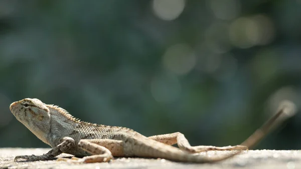 Hermoso Jardín Oriental Lagarto Tomando Sol —  Fotos de Stock