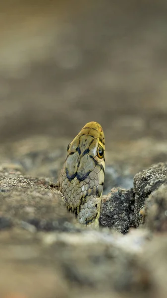 Buff Rayado Keelback Serpiente Mirando Través Agujero —  Fotos de Stock