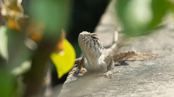 Jardin Oriental Lézard Prélasser Dans Jardin — Photo