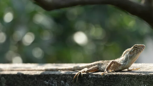 东方花园蜥蜴沐浴在阳光下 — 图库照片