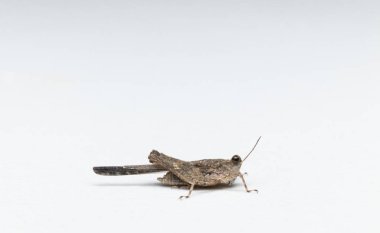 Beyaz arkaplan fotoğrafında küçük çekirge kenarı görünümü