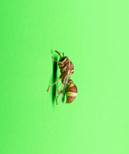 Sidovy Ett Brunt Papper Wasp Sitter Grön Vägg Stock Foto — Stockfoto