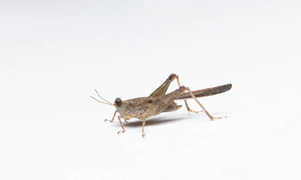 Μικρό Grasshopper Closeup Λευκό Φόντο Φωτογραφία Αρχείου — Φωτογραφία Αρχείου