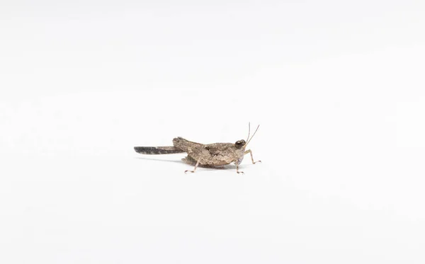 Small Grasshopper White Background Stock Photo — Stock Photo, Image