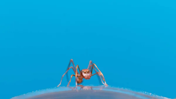 Beautiful Ant Mimic Jumping Spider Eye Closeup Stock Photo — Stockfoto