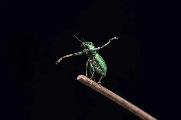 Green Immigrant Leaf Weevil Standing Tree Branch Black Background Stock — Photo