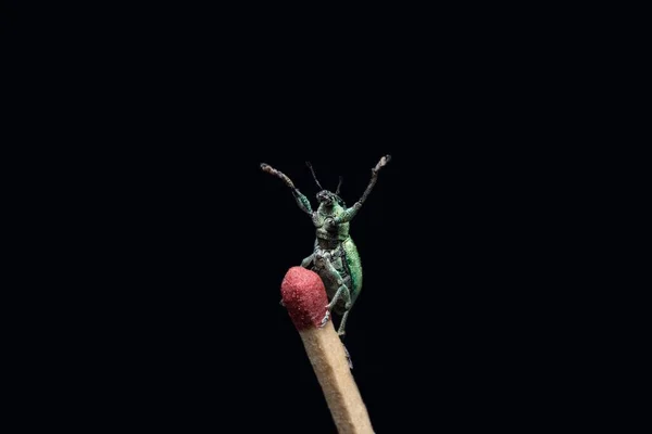 Green Immigrant Leaf Weevil Standing Match Stick Black Background Stock — Stock Photo, Image