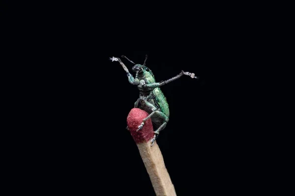 Green Immigrant Leaf Weevil Standing Match Stick Posing Black Background — Fotografia de Stock