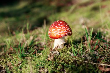 Kırmızı, Beyaz Sinek Agarik mantarları, Zehirli mantarlar, Amanita muscaria sonbahar güneşinin altında, Norveç.