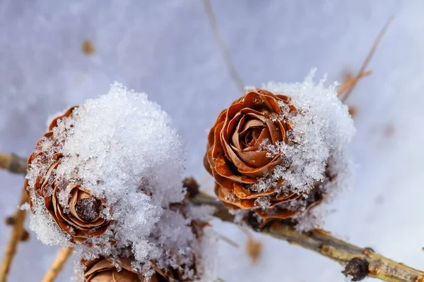 Weihnachten Schnee Hintergrund Komposition Mit Tannenzweig Und Kiefer — Stockfoto