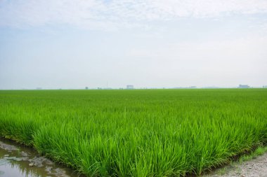 Sabah Sekinchan, Malezya 'da gökyüzüne karşı yeşil çeltik tarlası
