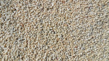 Kahve aromasını kurutmak ve kızartmak için soyulan taze kahve ve ev ve kahve dükkanlarında içeceklere dönüştürülmek üzere satılmak ya da ihraç edilmeye hazır hale getiriliyor..