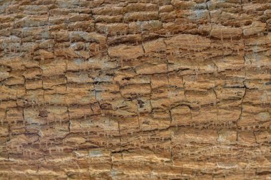 Eşsiz kabuk arkaplanı ve motifleri metin eklemek ve herhangi bir tasarımı tamamlamak için arka plan olarak kullanılmasını popüler kılar. Soyut arkaplan ve güzel kabuk deseni.
