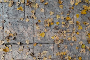 Kurumuş Bodhi yapraklarının arka planında tapınağın içine düşen Budizm 'de Buda için kutsal bir ağaç olarak kabul edilen uzun ömürlü Bodhi yaprakları vardır..