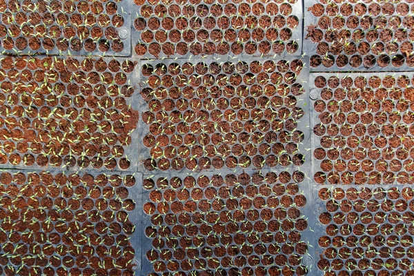 Seedling Trays Used Fertilize Strawberry Saplings Prepare Them Winter Planting — Stock Photo, Image