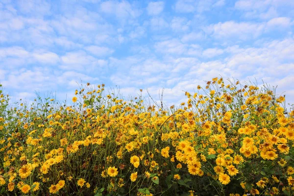 白い雲が美しく飾られた青空を背景に 鮮やかで香り高い黄色の菊の花のフィールド 菊の花は一般的にハーブティーとして使われる — ストック写真