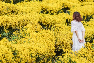 Sarı Kasımpatı Çiçek Bahçesi, krizantem çayı yapıldığında sağlığa yardımcı olan bitkisel bahçelerden biri olarak kabul edilir ve turistler arasında popüler olan eşsiz bir aroması vardır..
