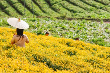 Sarı Kasımpatı Çiçek Bahçesi, krizantem çayı yapıldığında sağlığa yardımcı olan bitkisel bahçelerden biri olarak kabul edilir ve turistler arasında popüler olan eşsiz bir aroması vardır..
