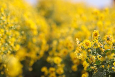 Sarı Kasımpatı Çiçek Bahçesi, krizantem çayı yapıldığında sağlığa yardımcı olan bitkisel bahçelerden biri olarak kabul edilir ve turistler arasında popüler olan eşsiz bir aroması vardır..
