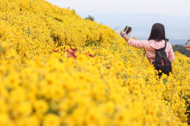 Genç bir kadın sabahın köründe Chiang Mai 'nin yüksek tepelerindeki parlak sarı kasımpatı çiçek tarlalarında yalnız başına mutlu bir şekilde yürür ve kasımpatı tarlalarına sadece kısa bir süre için gider..