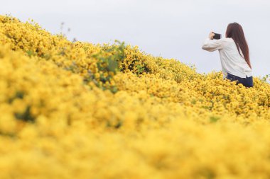 Genç bir kadın sabahın köründe Chiang Mai 'nin yüksek tepelerindeki parlak sarı kasımpatı çiçek tarlalarında yalnız başına mutlu bir şekilde yürür ve kasımpatı tarlalarına sadece kısa bir süre için gider..