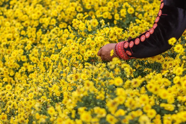Фермеры Ходят Ярко Желтым Полям Хризантемы Собирают Хризантемы Сушки Приготовления — стоковое фото