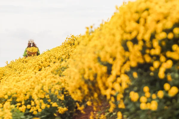 Цветочный Сад Желтой Хризантемы Считается Одним Травянистых Садов Который Помочь — стоковое фото