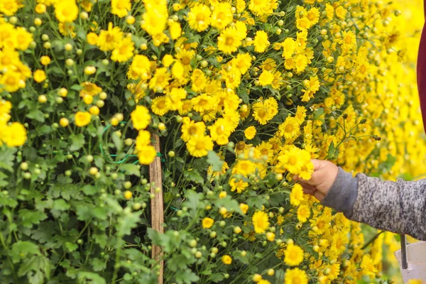 Κίτρινο Χρυσάνθεμο Flower Garden Θεωρείται Ένας Από Τους Κήπους Των — Φωτογραφία Αρχείου