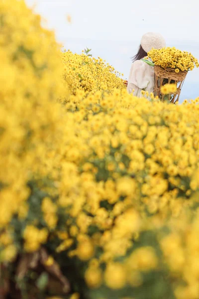 Żółty Chryzantema Kwiat Ogród Jest Uważany Jeden Ogrodów Ziołowych Które — Zdjęcie stockowe