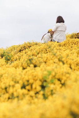 Genç bir kadın sabahın köründe Chiang Mai 'nin yüksek tepelerindeki parlak sarı kasımpatı çiçek tarlalarında yalnız başına mutlu bir şekilde yürür ve kasımpatı tarlalarına sadece kısa bir süre için gider..