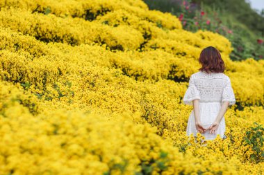 Genç bir kadın sabahın köründe Chiang Mai 'nin yüksek tepelerindeki parlak sarı kasımpatı çiçek tarlalarında yalnız başına mutlu bir şekilde yürür ve kasımpatı tarlalarına sadece kısa bir süre için gider..