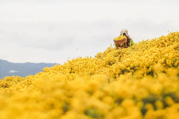 Une Jeune Femme Robe Vintage Tient Dans Jardin Chrysanthèmes Jaune — Photo