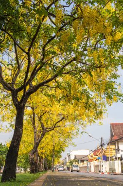 Chiang Mai Thai 28 Nisan 2021 'de Chiang Mai kaldırımı boyunca Ratchaphruek ağaçlarını dikerek kaldırımda yürüyen ve yazın çiçek açan insanlar için gölgelik oluşturdu..