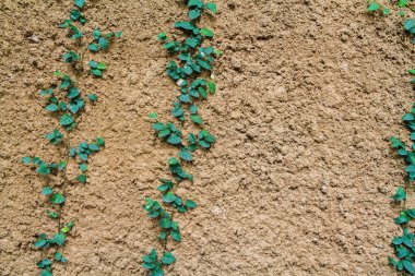 Duvarlarda yaprakların süzüldüğü ve doğal olarak büyüdüğü engebeli beton duvarın bulanık arka planı doğal yüzeyde doku ve metin için boş alan isteyen tasarımcılar için idealdir..