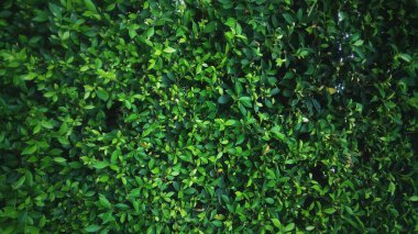 Full Frame Mini Top View 'da Dark arkaplanını terk eder ve metin girişi için Boşluğu Kopyalar. Arkaplana metin koymak için Dünya Günü tasarımları için bir sürü küçük yaprak arkaplanı.