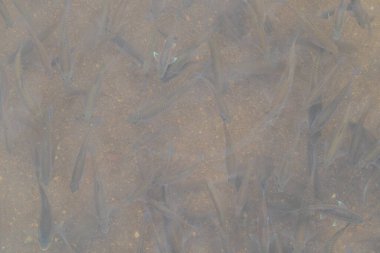 Top View 'dan bulanık görüntü, su yüzeyinin yansımalarını ve suyun altında yüzen balık sürülerini görebilirsiniz. Metin için Kopyalama Alanı ile arka plan.