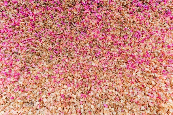 Фонове Зображення Пелюсток Bugainvillea Повна Рамка Рожевих Квітів Падають Землю — стокове фото