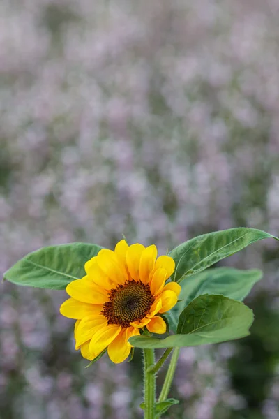 夏によく植えられるひまわり畑の上の美しい黄色のひまわりの背景は タイの夏にマッチする背景として美しく明るい黄色をしています — ストック写真