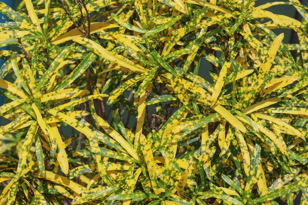 Viele Kleine Laubhintergründe Sind Gesprenkelte Blätter Mit Einzigartigem Muster Auf — Stockfoto