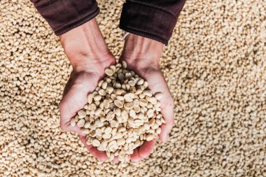 Çiftçiler, ihracatçının markalı kavrulmuş kahve çekirdeklerini ihraç eden yatırımcılardan gelen emirlere göre ihraç etmeden önce işlem için kurutulmuş kahve çekirdeklerini inceliyorlar..
